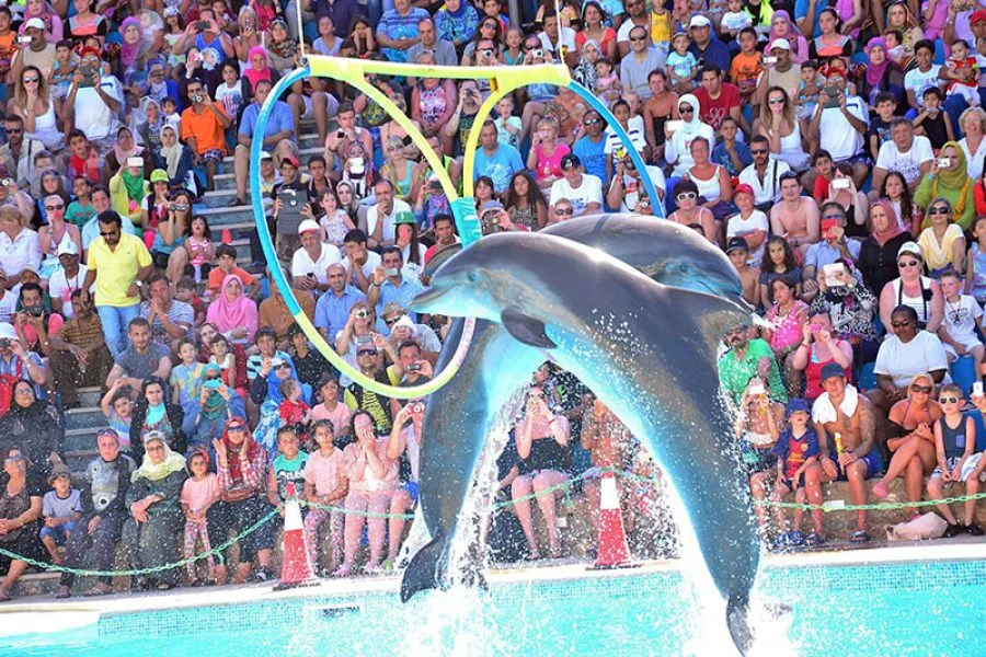 Dolphin Show in Hurghada